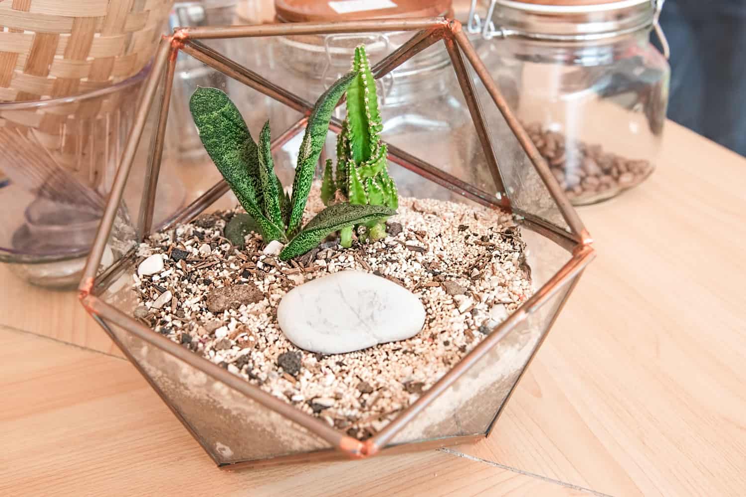 Table Top Open Vivarium Pot with Small Mini Succulent Cactus and Baby Snake Plant On Sandy Soil and White Stone
