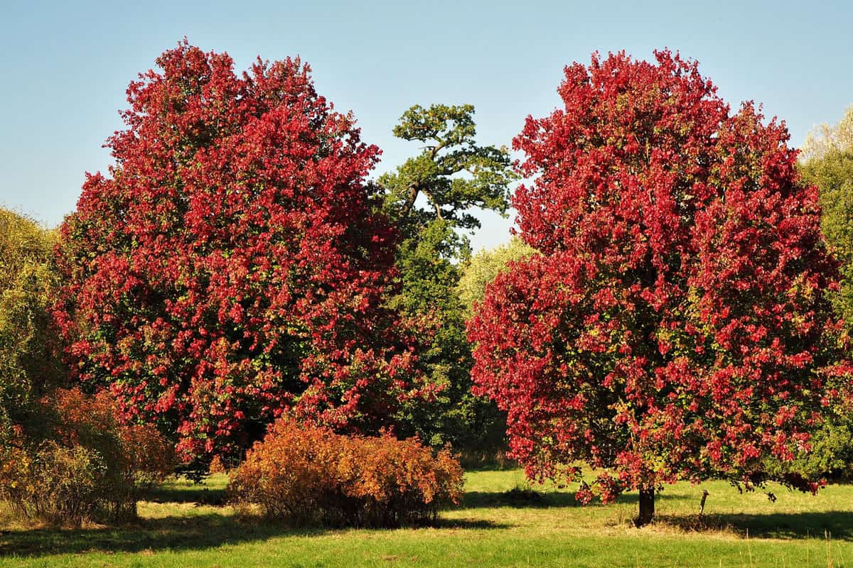 Gorgeous red leaves of two October Glory Maple trees