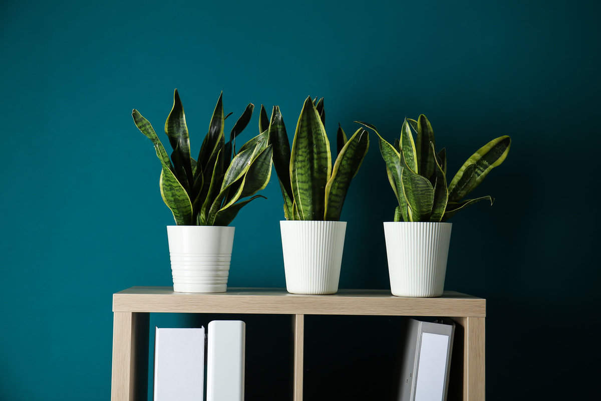 Three snake plants planted on white ceramic pots inside a blue living room