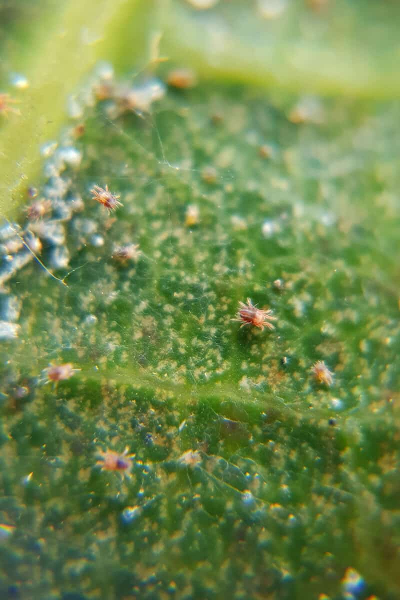 Up close photo of a spider mite infestation 