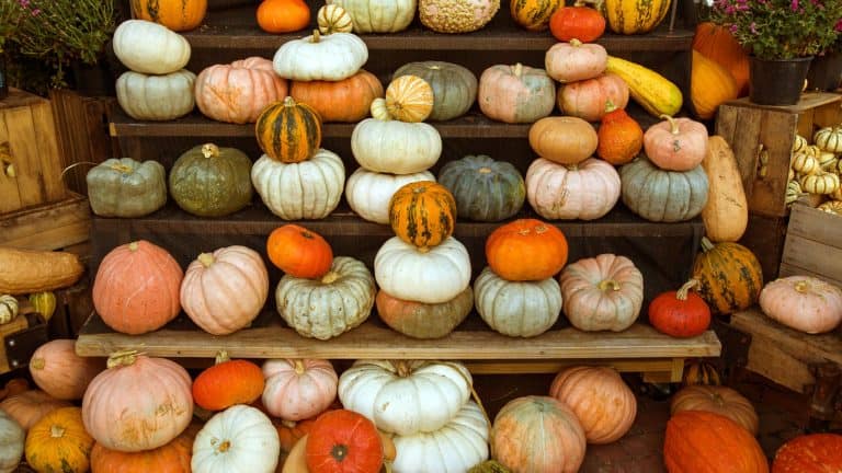 Stored pumpkins on a shelf, How to Store Harvested Pumpkins and Squash - 1600x900