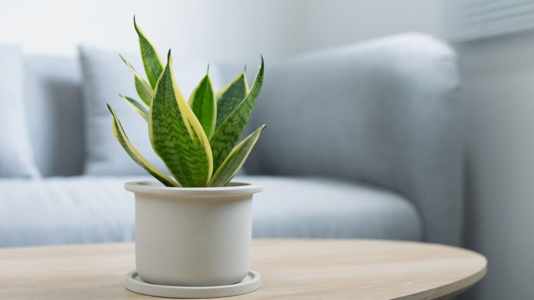 A small snake plant placed on a table inside a living room, Unexpected Benefits of Having a Snake Plant in Your Home - 1600x900