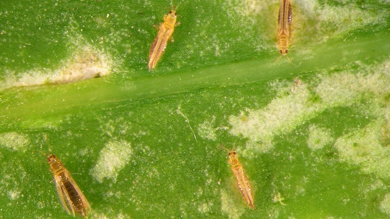 Small infestation of thrips on a leaf, Managing Common Pests that Trouble Pothos Plants - 1600x900
