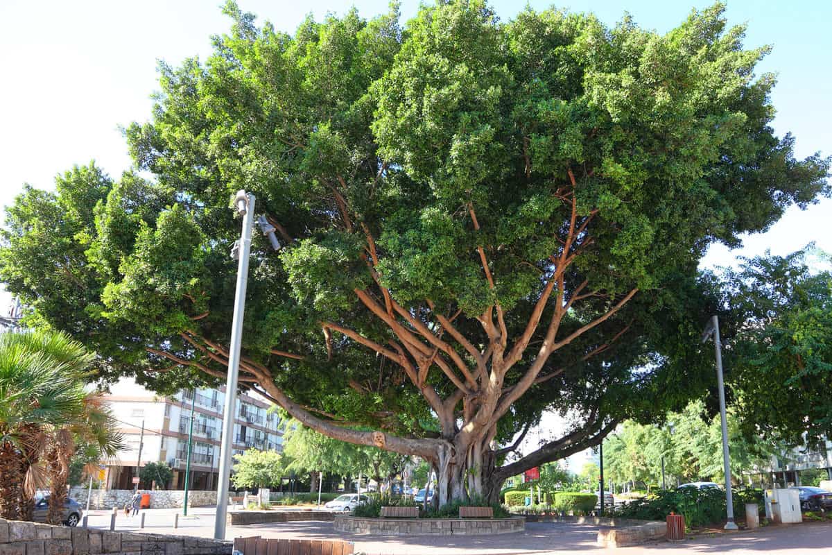 A huge ficus tree planted in the middle of the street