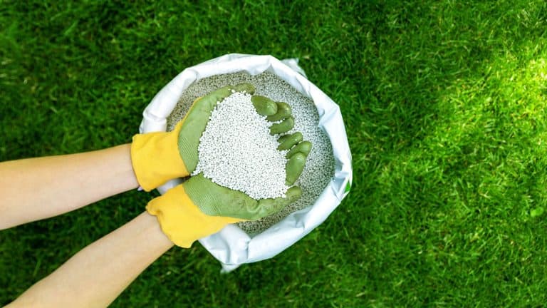 Scooping a handful of garden fertilizer, 8 Best Fall Fertilizers A Quick Guide for a Lush Autumn Garden - 1600x900