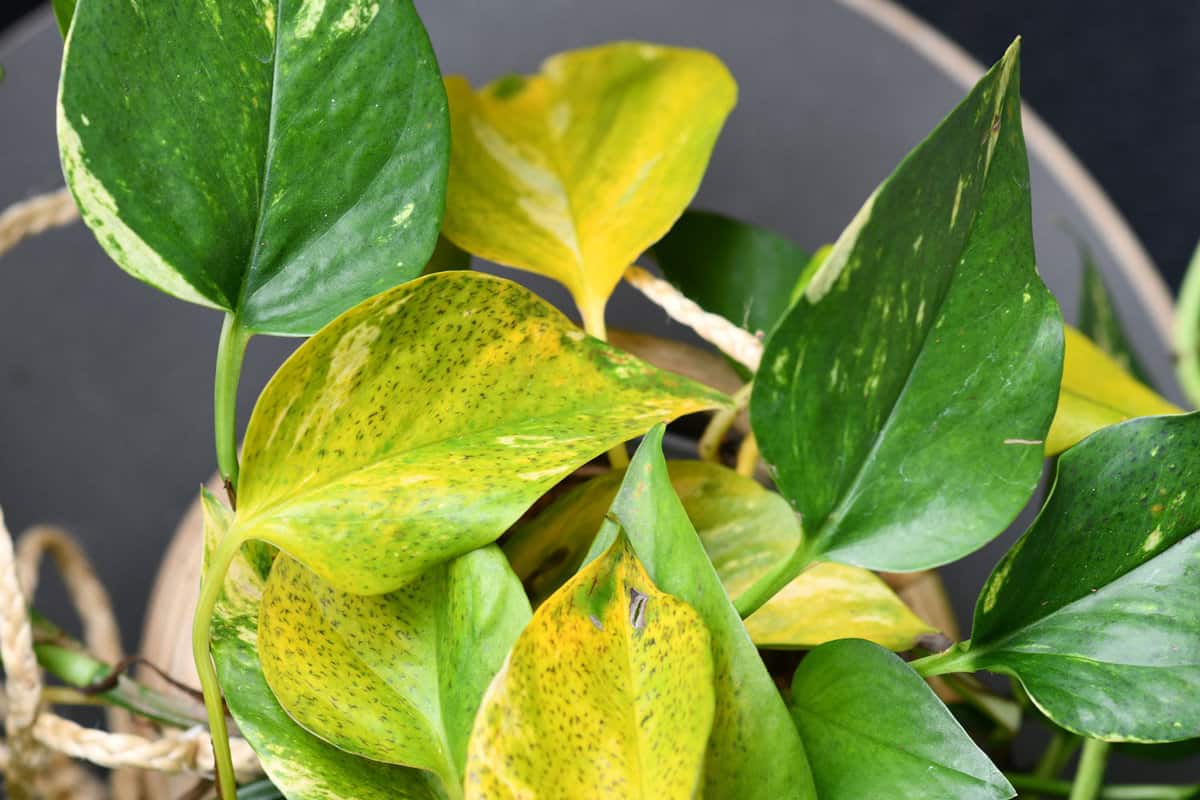Pothos leaves turning yellow due to disease