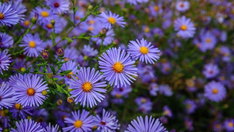 Blooming purple asters in the garden, 15 Plants That Provide Food And Shelter To Wildlife In The Winter - 1600x900
