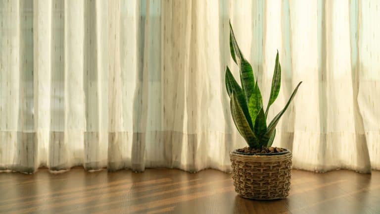 A snake plant placed near the window, Dos and Don'ts: The Ultimate Cheat Sheet for First-Time Snake Plant Parents - 1600x900