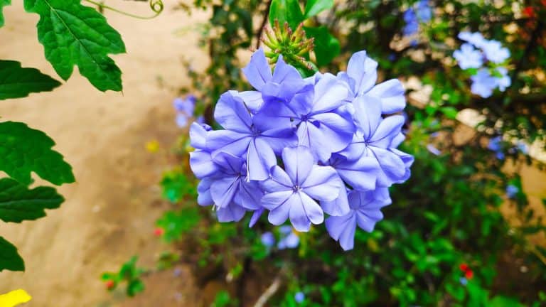 Gorgeous blooming purple plumbago flower, Does Plumbago Have Invasive Roots - 1600x900