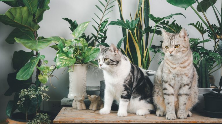 Two cats standing next to snake plants, Snake Plant and Pets: What You Need to Know - 1600x900