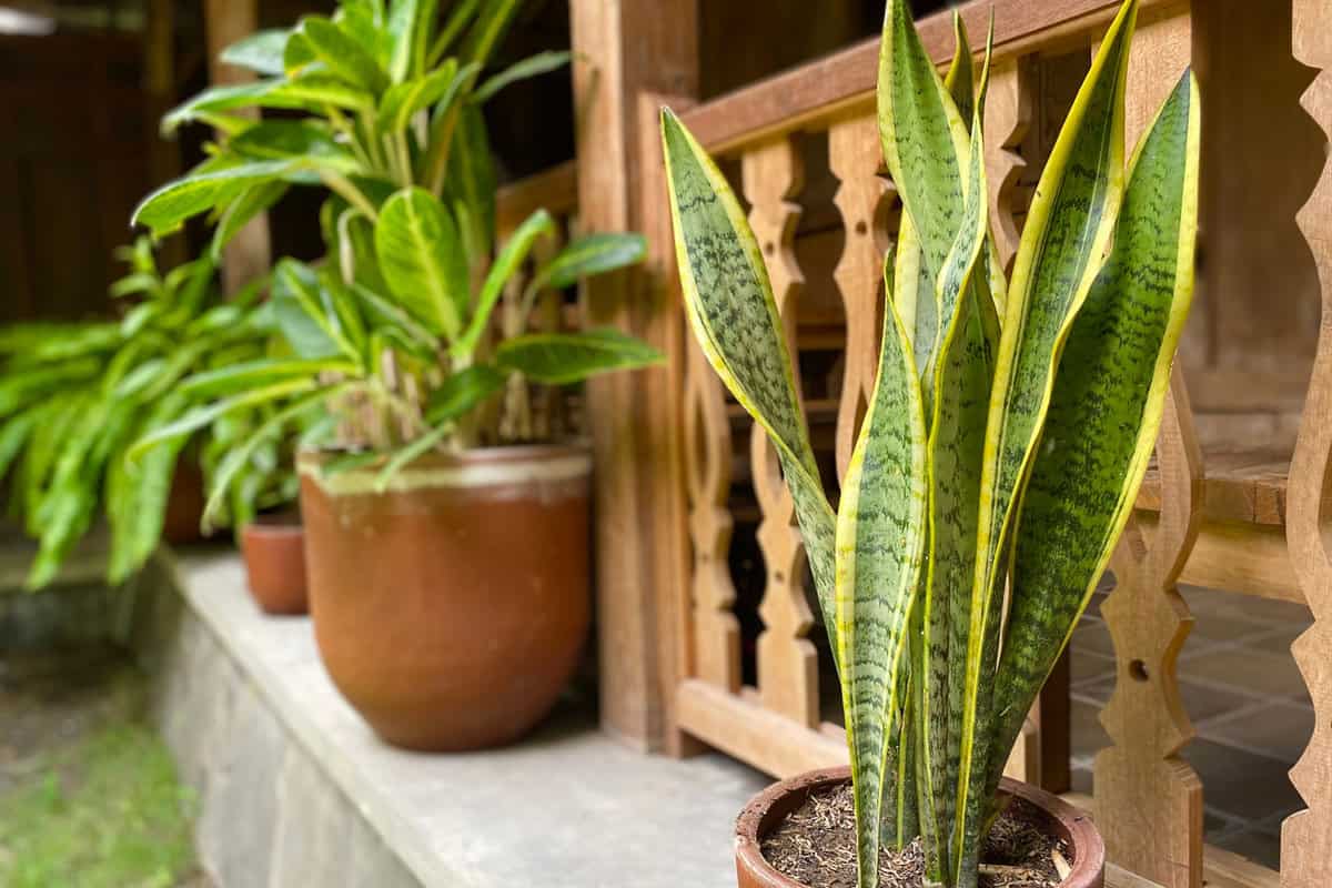 Snake plant placed on the side of a house