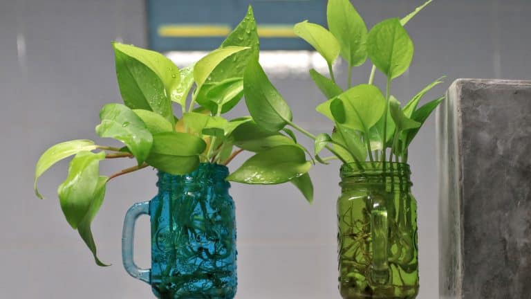 Two pothos plants placed in glass bottles, Pothos Upkeep Pruning, Trimming, And Dusating - 1600x900