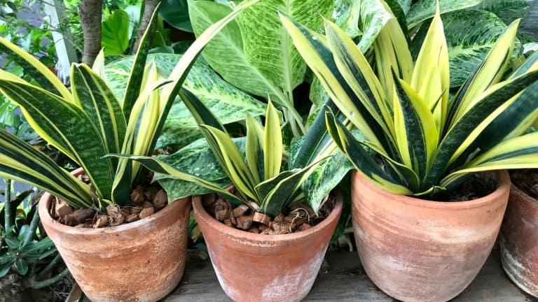 Three pots of snake plant, 5 DIY Snake Plant Soil Mixes: Easy Homemade Solutions - 1600x900