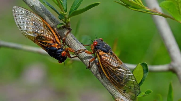 Two Cicadas photographed in the garden, Creepy Crawlers: The Most Terrifying Insects You Can Find in Your Garden - 1600x900