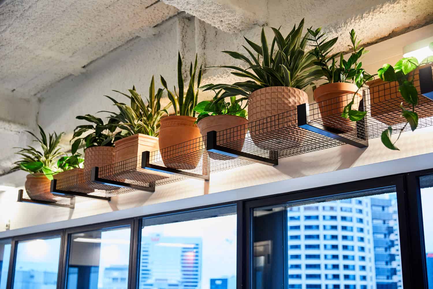 Pot plants in an overhead display in an office breakout area