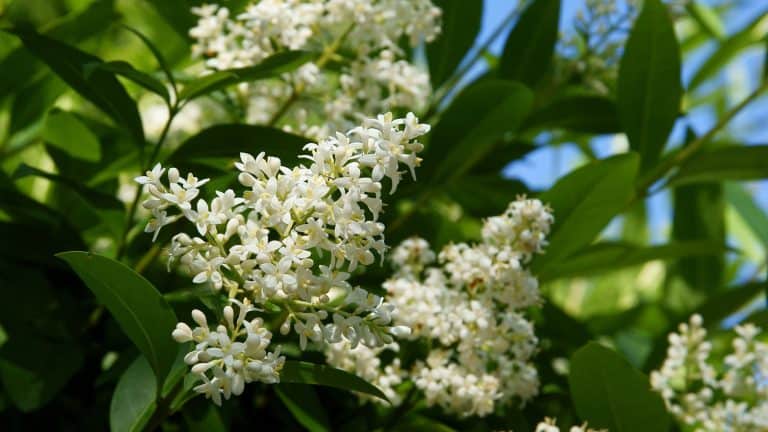 Gorgeous flowering privet flowers blooming in the garden, Does Privet Have Invasive Roots? - 1600x900