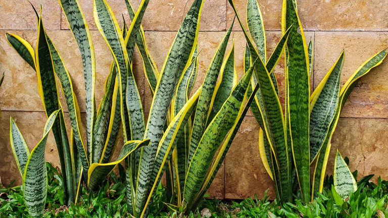 Snake plants planted on the side of a house, Propagating Perfection: The Snake Plant Owner's Guide to Multiplying Your Plants - 1600x900