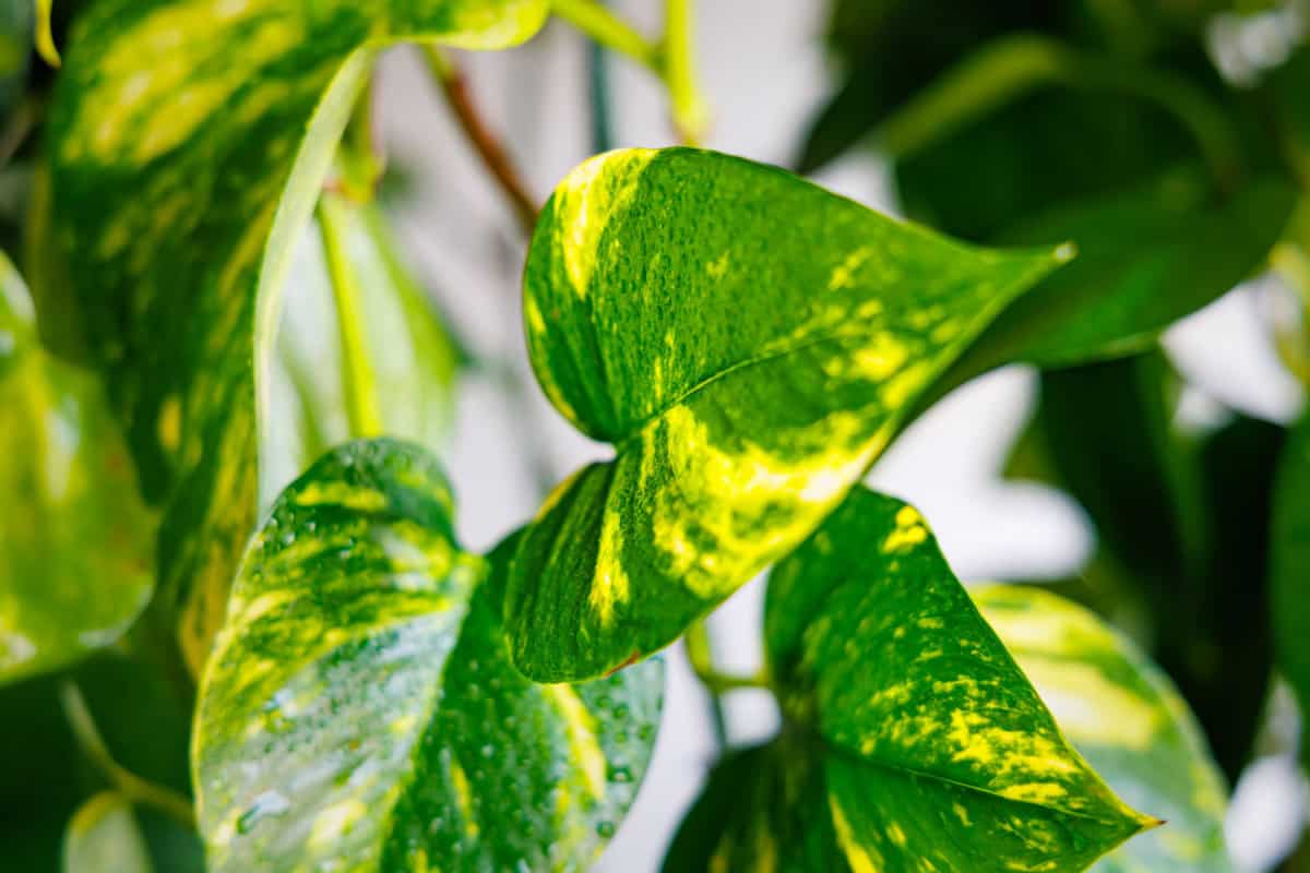 Bright yellow and green pothos plant
