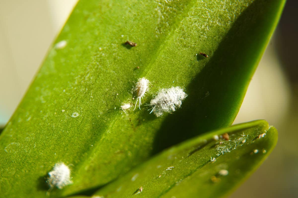An Aphid in an orchid leaf