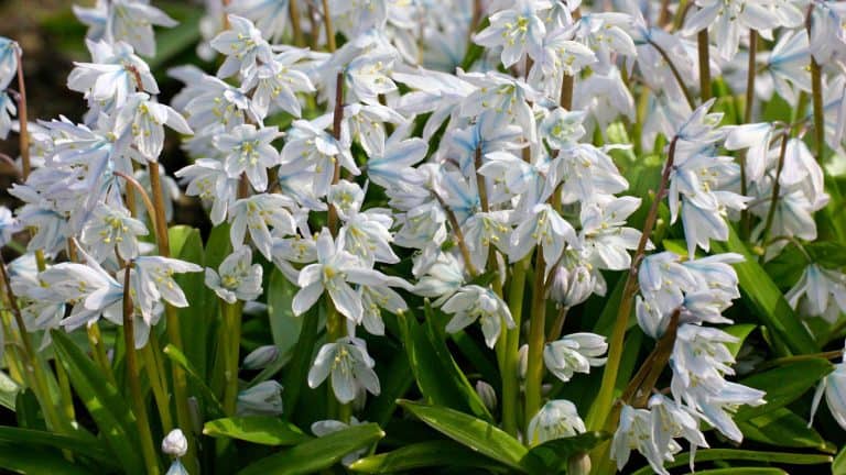 Gorgeous white Scilia flowers blooming in the garden, Bulb Planting for Spring Blooms: Everything You Need Know - 1600x900