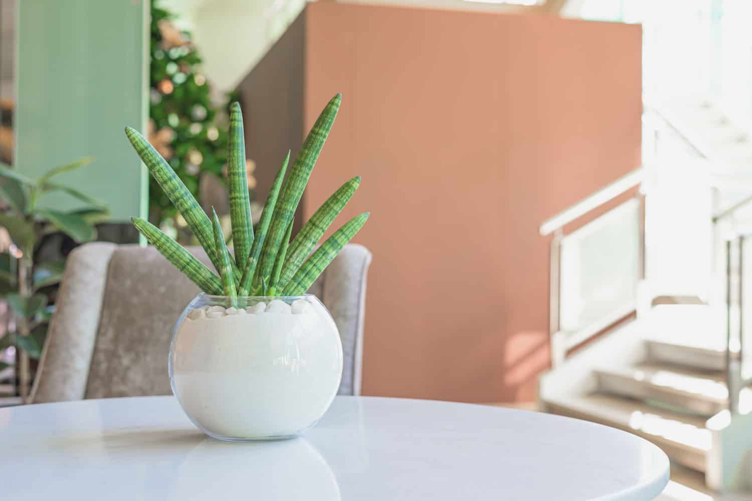 Snake plant in a white round pot inside the living room