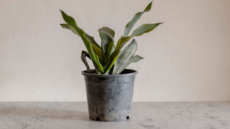 A drooping Snake plant, Why Your Snake Plant's Leaves Are Drooping: Causes & Quick Fixes - 1600x900