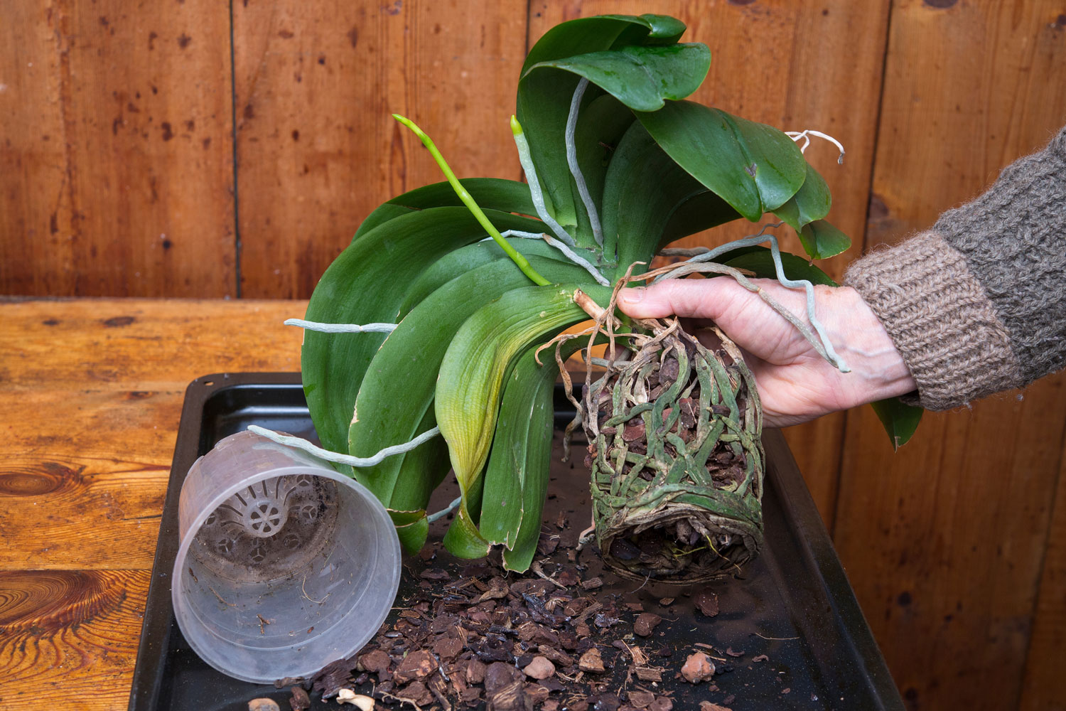Repotting orchid