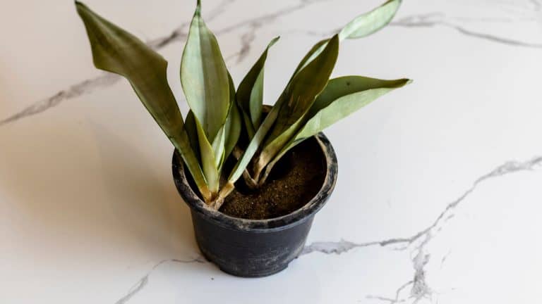 Root rot on snake plant, Funky Smell from Your Snake Plant? Here's What’s Happening - 1600x900