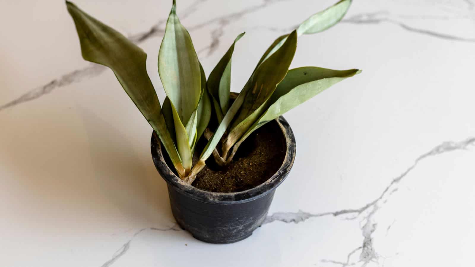 Root rot on snake plant