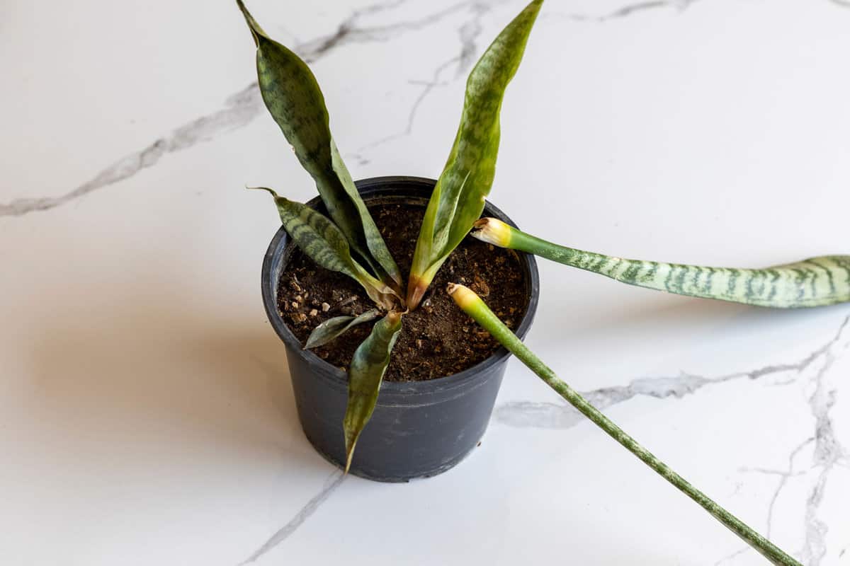 Effects of root rot on snake plant