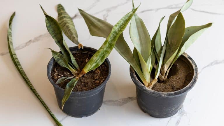 Snake plant suffering from root rot, Overwatering Crisis: Saving Your Snake Plant from Root Rot - 1600x900