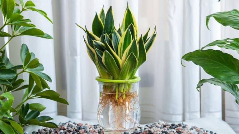 A snake plant planted on a glass mason jar, Why Is My Snake Plant Not Growing Hidden Growth Stoppers To Know - 1600x900