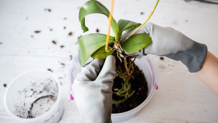 Gardener repotting an orchid, Soil, Repotting, and Fertilizing Needs for Orchids - 1600x900