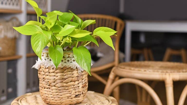A gorgeous pothos plant planted on a wooden pot, Soil, Repotting, And Fertilizing Needs For Pothos - 1600x900