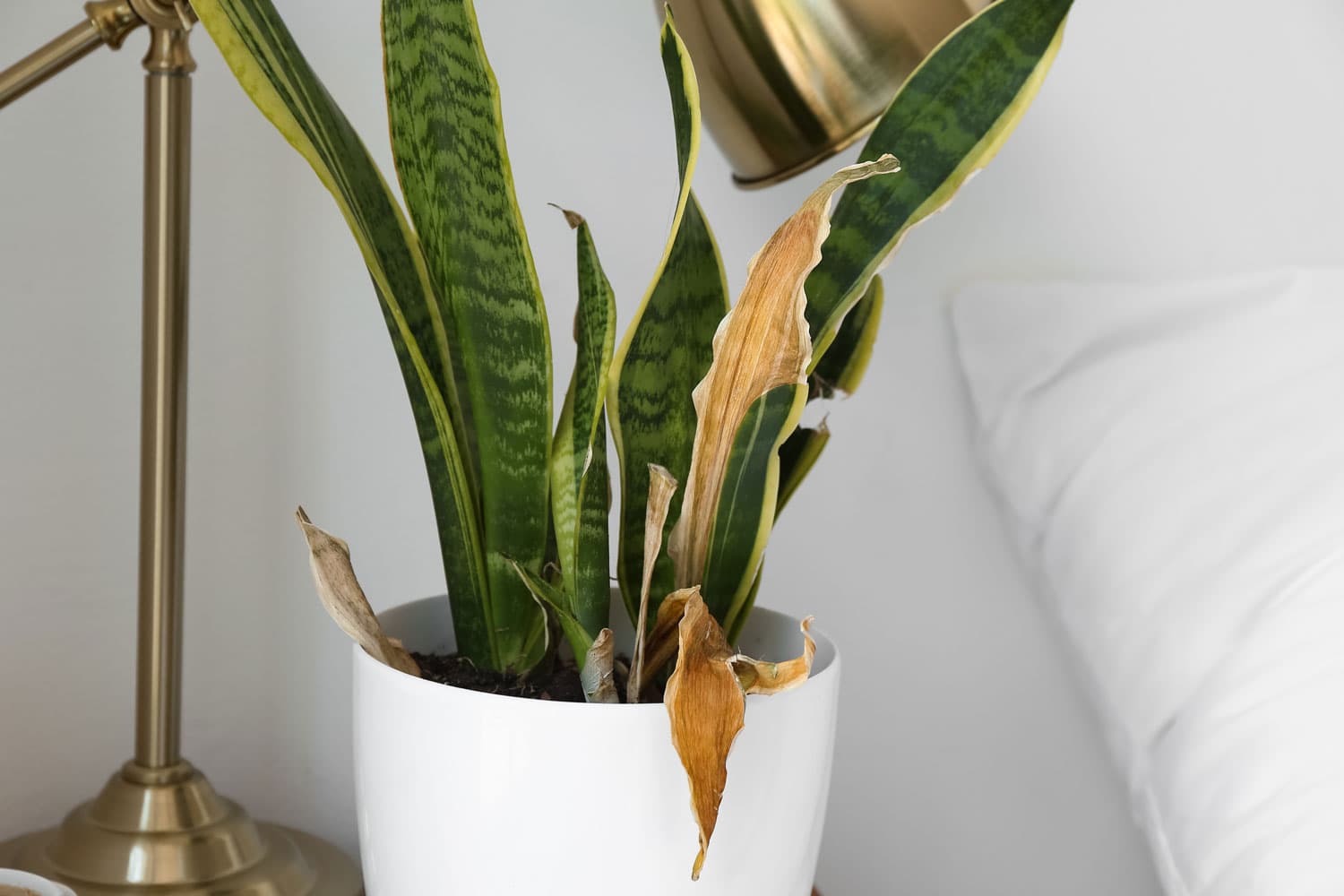 A snake plant with a brown leaf