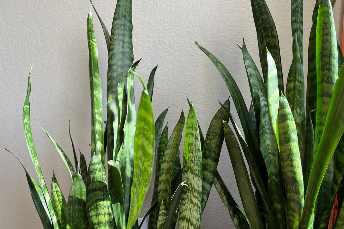 Too Tall to Handle: Snake Plant Growth Management Tips