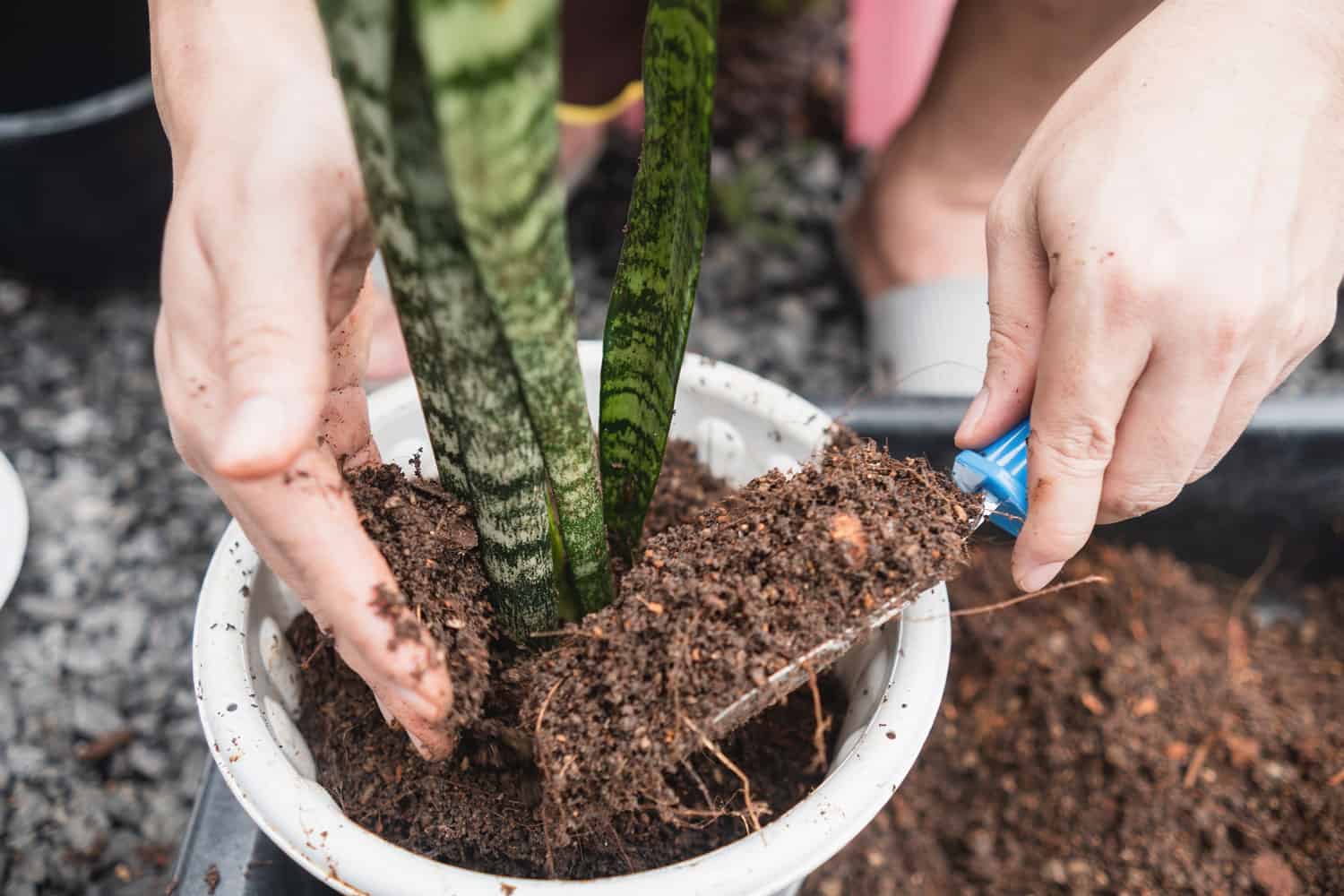 Repotting a snake plant at the garden