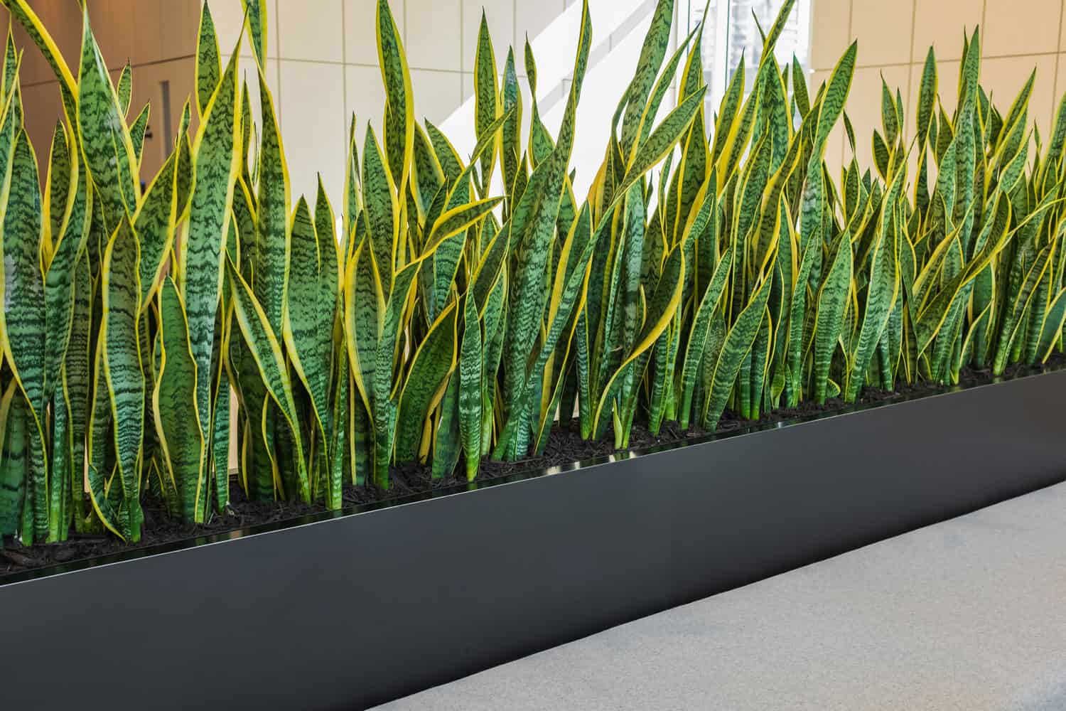 Interior photography of corporate office entrance lobby with concrete flooring and planter boxes with sansevieria plants