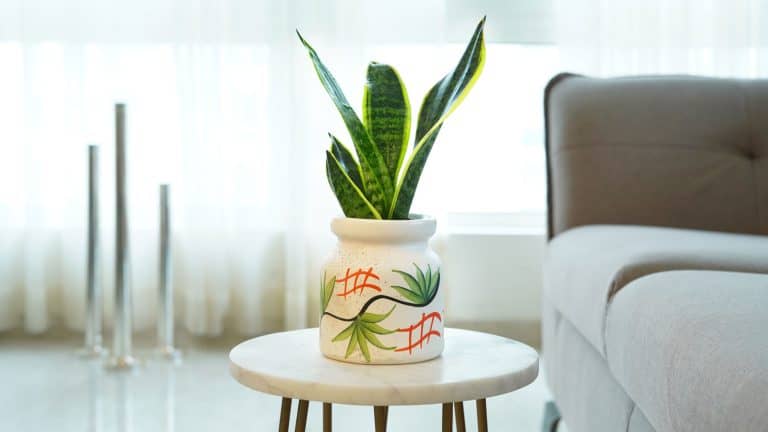 A snake plant inside the houses living room, 12 Surprising Facts You Didn't Know About Your Snake Plant - 1600x900