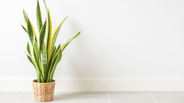 Snake plant planted on a wicker basket, Too Tall to Handle: Snake Plant Growth Management Tips - 1600x900
