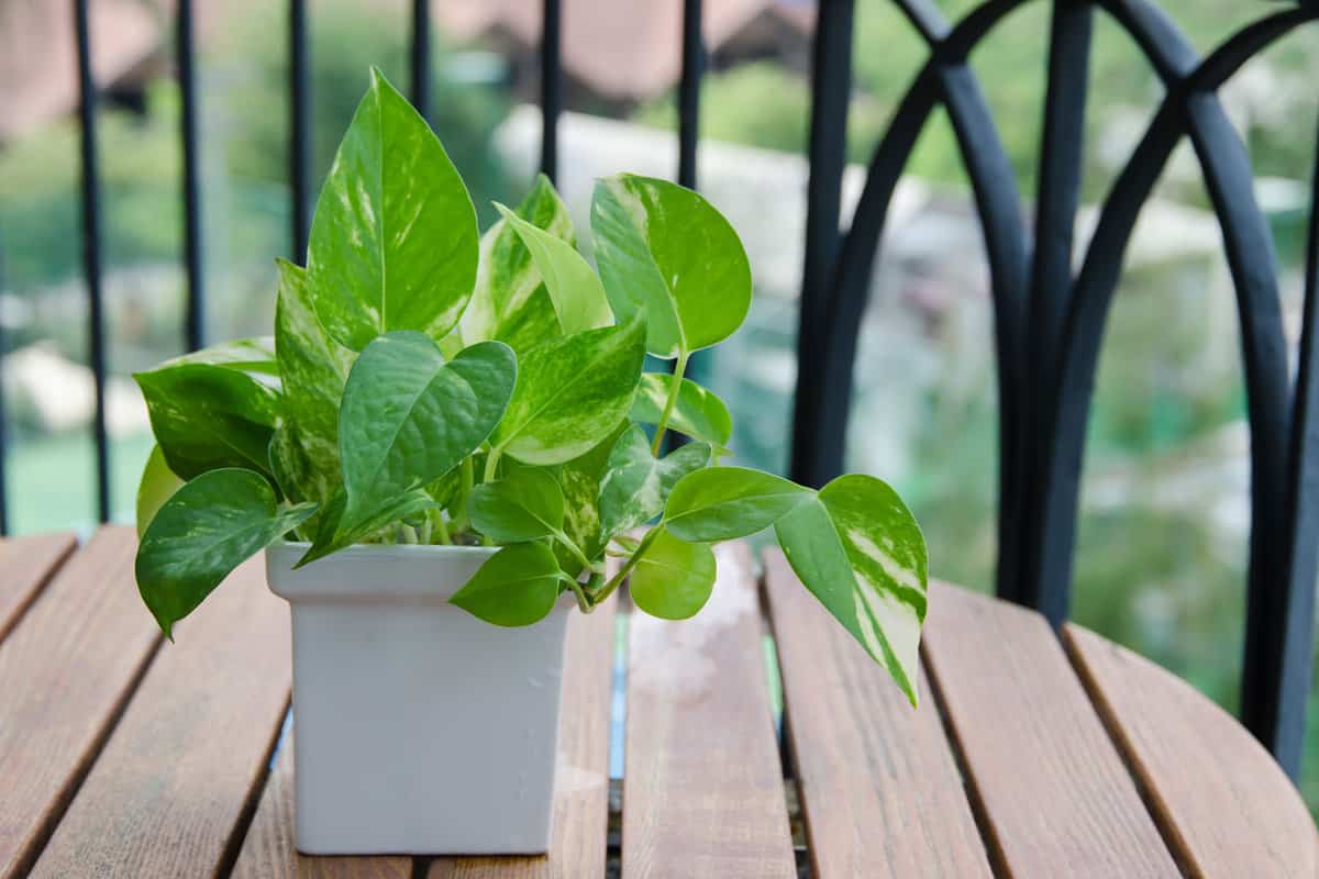 A gorgeous pothos plant on a wooden table
