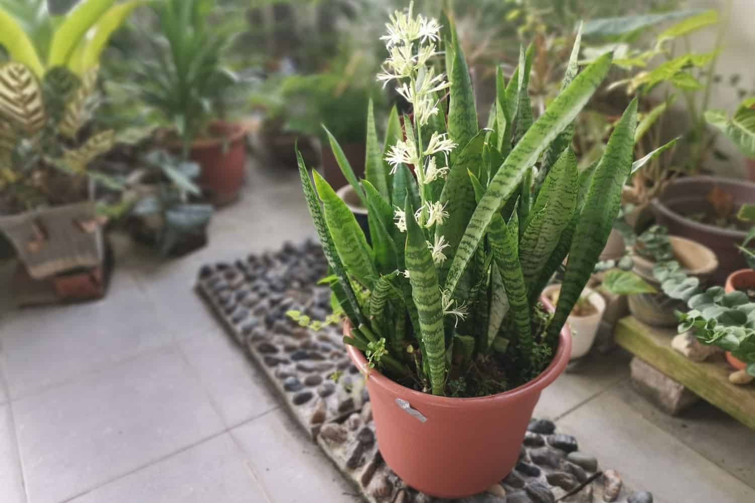 A snake plant planted on a clay pot outside the house