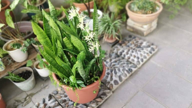 A snake plant in the garden, What To Expect In Your Snake Plant's Growth Cycle - 1600X900