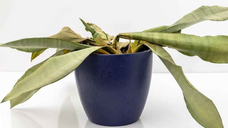 A dying snake plant placed on the table, How to Revive a Dying Snake Plant Steps to Bring It Back to Life - 1600x900