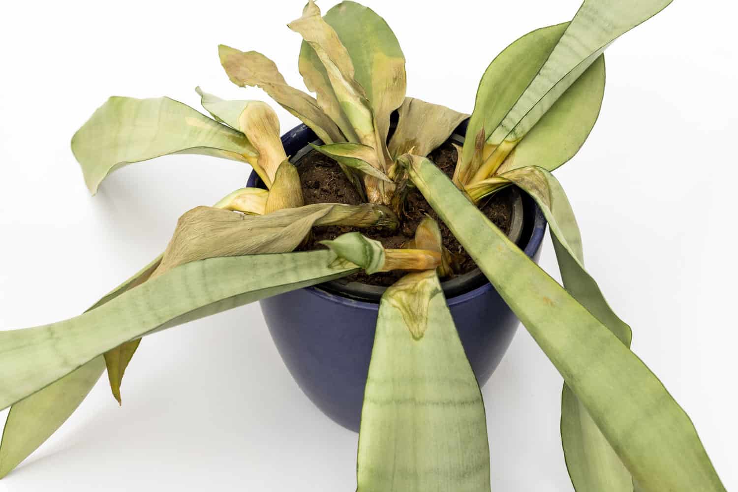 A dying snake plant planted on a dark blue pot
