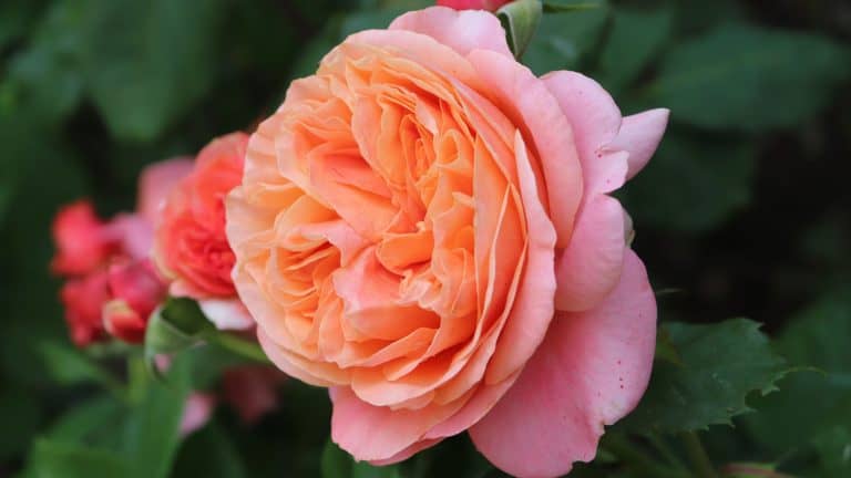 Gorgeous peach blooming Hybrid Tea Roses, Winter-Ready Roses: Special Tips for Pruning Roses in Late Fall - 1600x900