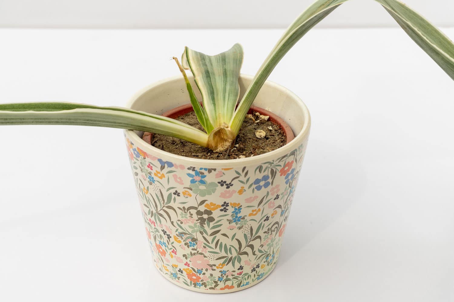 A Snake plant experiencing root rot