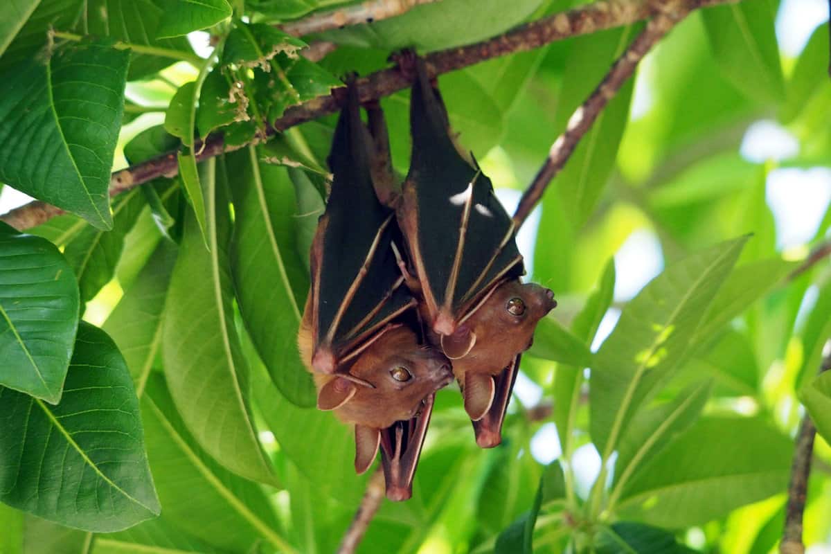 Two bats sleeping in in the garden tree