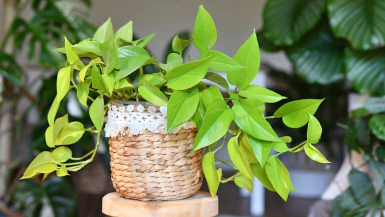 A gorgeous pothos plant in an indoor garden, 14 Pothos Varieties You Should Know - 1600x900