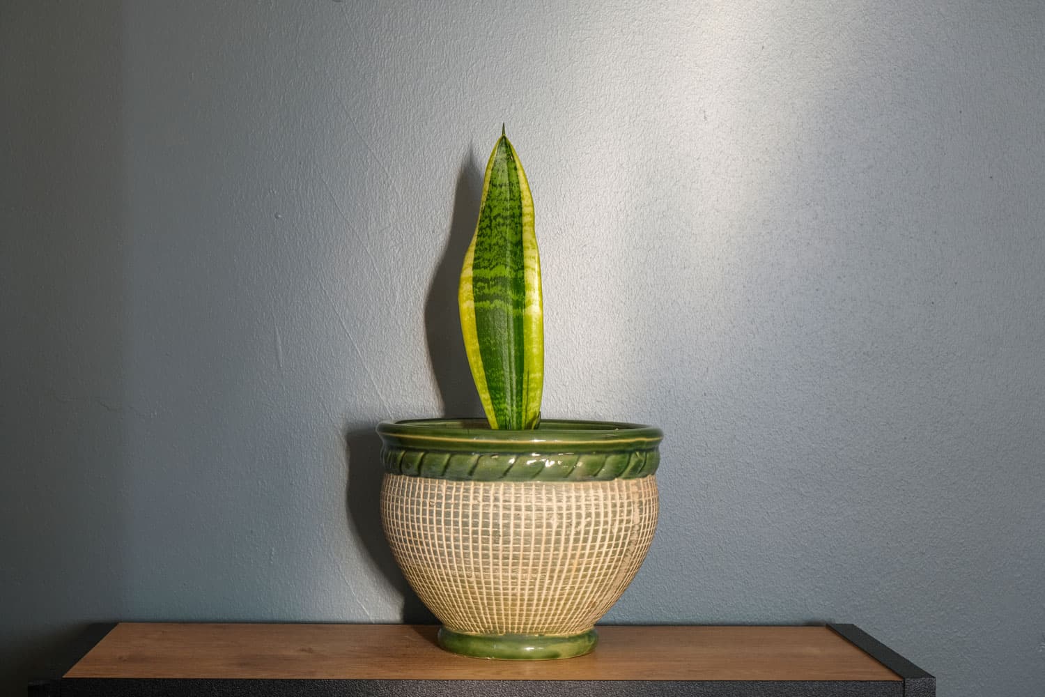 Sansevieria plant in decorative ceramic pot on wooden table in room